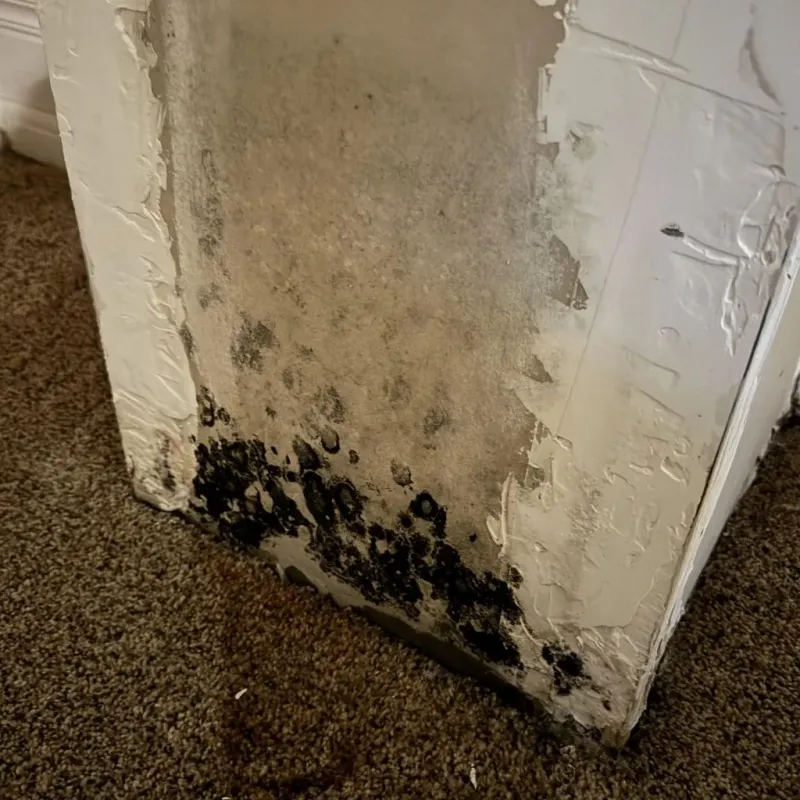 Professional Mold Removal in Chappell, NE